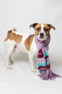 Eddie (Spring 2014)