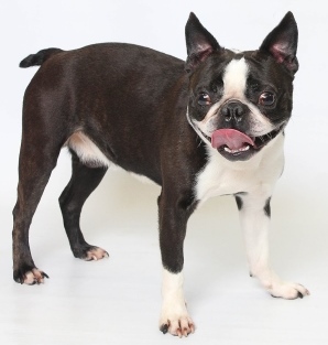 Buddy - Spring 2015