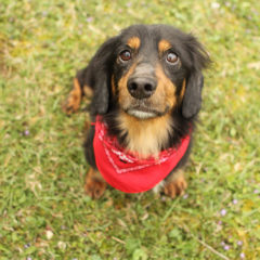 Cason is a laid-back male Dachshund mix. He is approximately 4-5 years old ant 15 lbs.