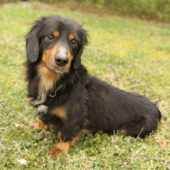 Cason is a laid-back male Dachshund mix. He is approximately 4-5 years old ant 15 lbs.