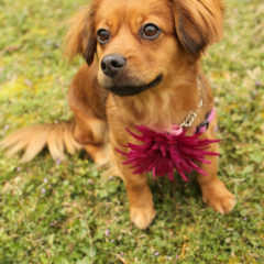 Spring is a playful, active female. We think Spaniel/ Dachshund mix. She is approximately 2 years old and 16 lbs.