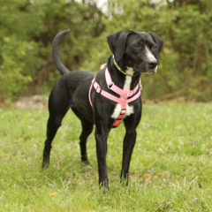 Velvet is a friendly, active female lab/hound mix. She is approximately 1-2 years old and 25 lbs.