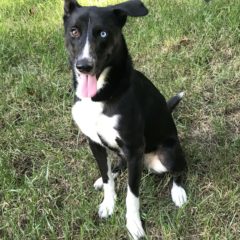 Pierre is a male mix about 1-2 years and 30 lbs. He's a handsome fella with a stately walk and stunning blue eye. He seems eager to learn and very attentive.