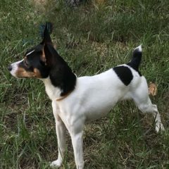 George is a male rat terrier mix, around 2 years old and 12 lbs. He can be a little shy at first, but warms up quickly. Once he does, he loves giving kisses.