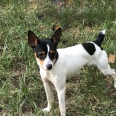 George is a male rat terrier mix, around 2 years old and 12 lbs. He can be a little shy at first, but warms up quickly. Once he does, he loves giving kisses.