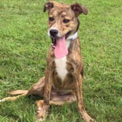 Lena is a brindle female mix. She is approximately a year old and 28 lbs. She's a spunky girl that's eager to please.