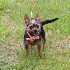 Adopted! Betty is a sassy, scruffy terrier mix. She's about 2-3 years old and 10 pounds. - Spring 2019