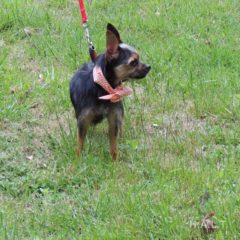 Adopted! Betty is a sassy, scruffy terrier mix. She's about 2-3 years old and 10 pounds. - Spring 2019