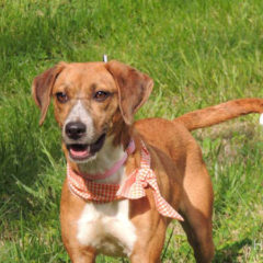 Adopted! Daisy is a hound mix - Tennessee brown dog as we so lovingly call them. She is a playful, gentle girl who is about a year old and 28 pounds. - Spring 2019