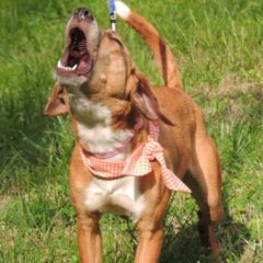 Adopted! Daisy is a hound mix - Tennessee brown dog as we so lovingly call them. She is a playful, gentle girl who is about a year old and 28 pounds. - Spring 2019