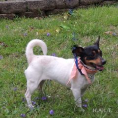 Adopted!  Gemma is a Jack Russell mix. She a sweet girl that loves people. She is about 2-3 years and about 10 pounds. - Spring 2019