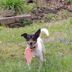 Adopted! Gemma is a Jack Russell mix. She a sweet girl that loves people. She is about 2-3 years and about 10 pounds. - Spring 2019