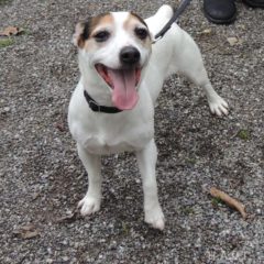 Adopted! Leroy is a Russell mix. He's a snuggler and loves to play ball. He is about 6-7 years old and 17 pounds. - Spring 2019