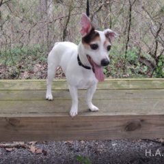 Adopted! Leroy is a Russell mix. He's a snuggler and loves to play ball. He is about 6-7 years old and 17 pounds. - Spring 2019