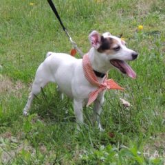 Adopted! Leroy is a Russell mix. He's a snuggler and loves to play ball. He is about 6-7 years old and 17 pounds. - Spring 2019