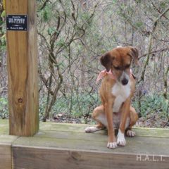 Adopted! Daisy is a hound mix - Tennessee brown dog as we so lovingly call them. She is a playful, gentle girl who is about a year old and 28 pounds. - Spring 2019