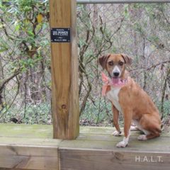 Adopted! Daisy is a hound mix - Tennessee brown dog as we so lovingly call them. She is a playful, gentle girl who is about a year old and 28 pounds. - Spring 2019