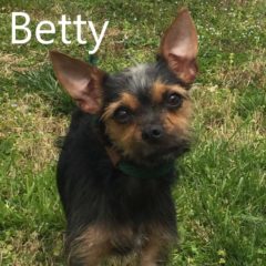 Adopted! Betty is a sassy, scruffy terrier mix. She's about 2-3 years old and 10 pounds. - Spring 2019