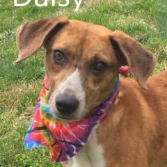 Adopted! Daisy is a hound mix - Tennessee brown dog as we so lovingly call them. She is a playful, gentle girl who is about a year old and 28 pounds. - Spring 2019