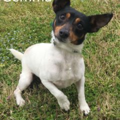 Adopted! Gemma is a Jack Russell mix. She a sweet girl that loves people. She is about 2-3 years and about 10 pounds. - Spring 2019