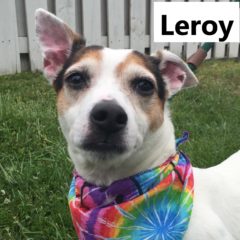 Adopted! Leroy is a Russell mix. He's a snuggler and loves to play ball. He is about 6-7 years old and 17 pounds. - Spring 2019