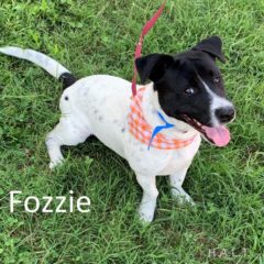 Fall 2019: Fozzie