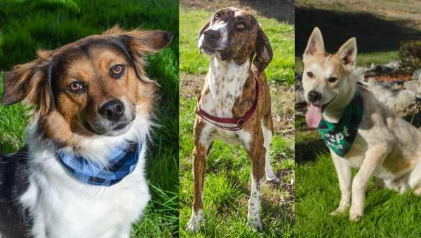 HALT Spring 2023 Class of dogs